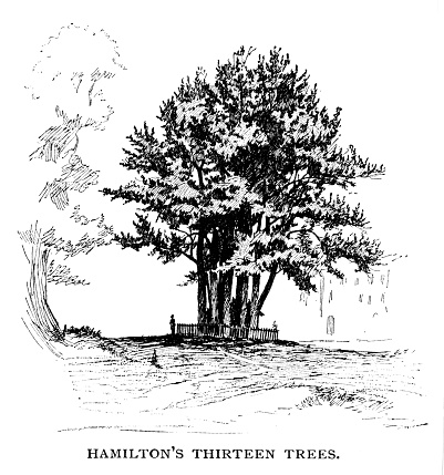The legend is  Alexander Hamilton planted thirteen gum trees, which have star-shaped leaves, outside his New York home to represent the thirteen American colonies. Illustration published 1892. Original edition is from my own archives. Copyright has expired and is in Public Domain.