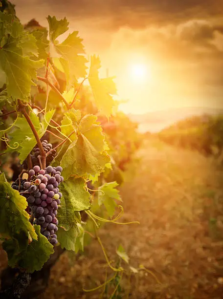 Nature background with Vineyard in autumn harvest. Ripe grapes in fall.