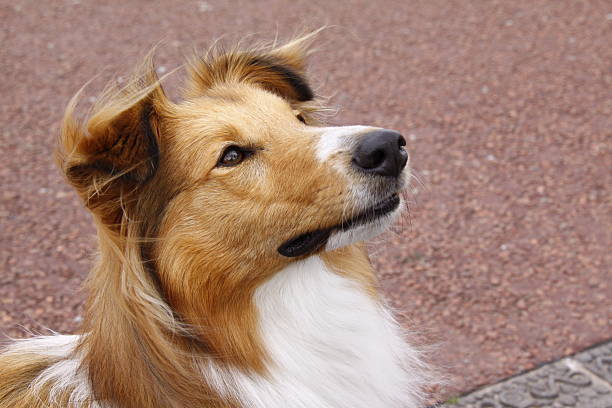 sheltie collie dog stock photo