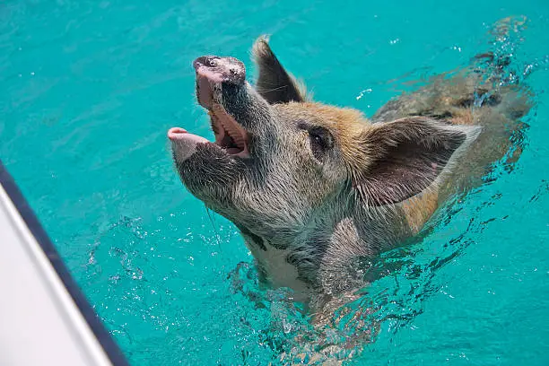 "A swimming pig begs for food from a passing boat at Majors Spot near Staniel Cay, one of the Exuma Cays of The Bahamas: 13th May 2012"