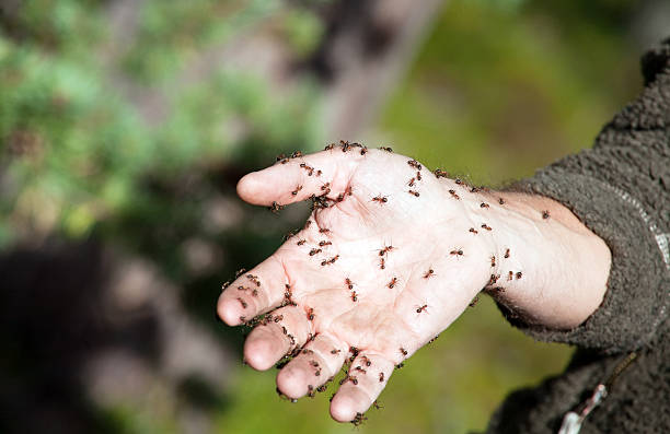 ants on human hand stock photo