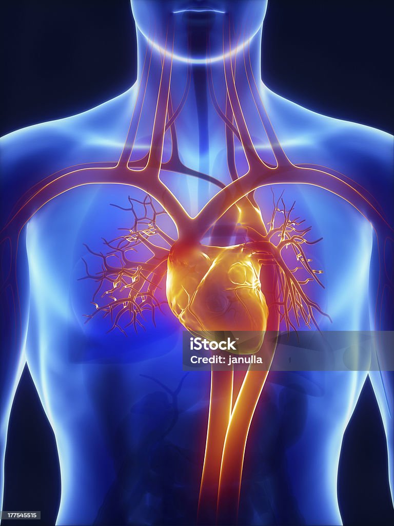 Anatomy of circulatory system render CGI Anatomy of circulatory system 3D Medical Scan Stock Photo