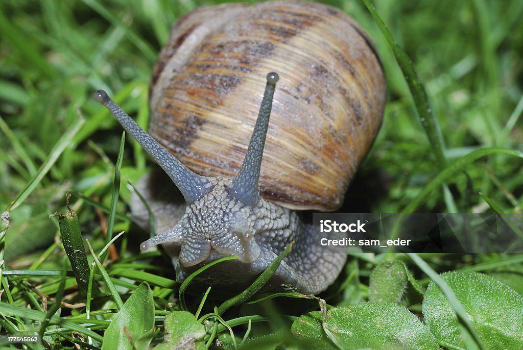 Caracol vistazo en la cámara - Foto de stock de Anfibio libre de derechos