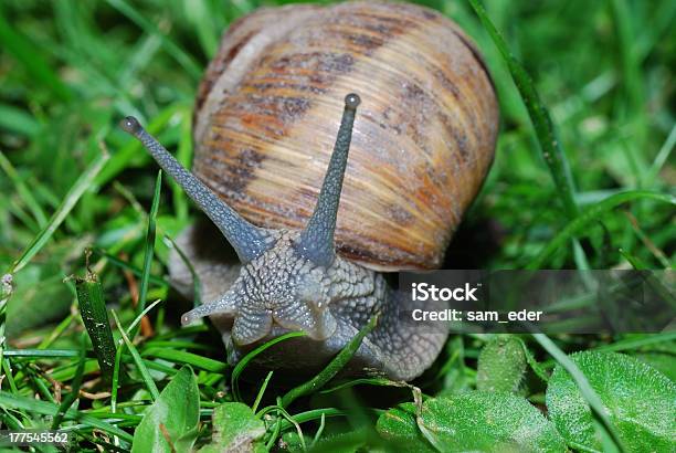 Caracol Vistazo En La Cámara Foto de stock y más banco de imágenes de Anfibio - Anfibio, Animal, Babosa