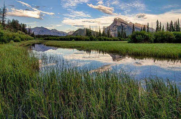 Vermilion Lakes Marshland With Mountain Reflection stock photo