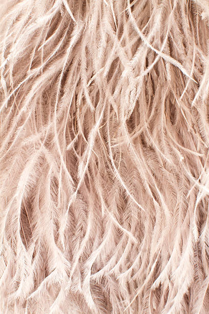 Ostrich feather background. stock photo
