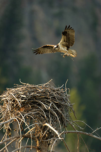 istock Osprey hovering above nest in Yellowstone 177545777
