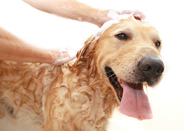 istock Golden Retriever enjoying a bath 177546326