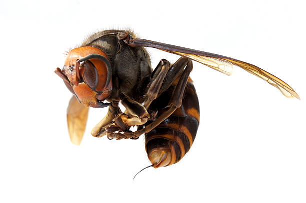 istock Japanese giant hornet 177546335