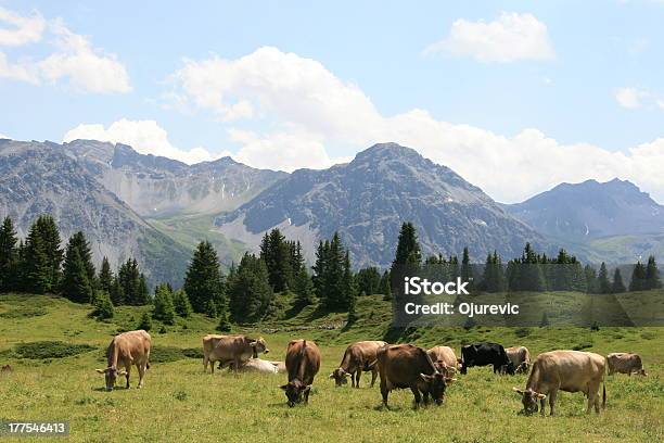 Grazing Alpine Cows In Arosa Swiss Stock Photo - Download Image Now - Animal,  Arosa, Beauty In Nature - iStock