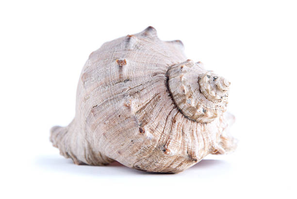 Shell stock photo