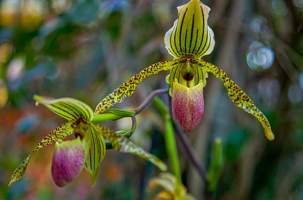 istock Paphiopedilum Vanguard Orchid 177546496