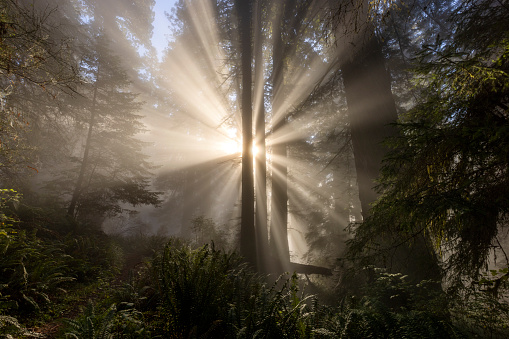 Sun flares protrude the trees at Lady Bird Meyers Grove at Redwood National Park in California