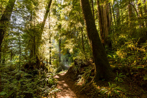 istock Sunflare In Redwood National Park 1775465317