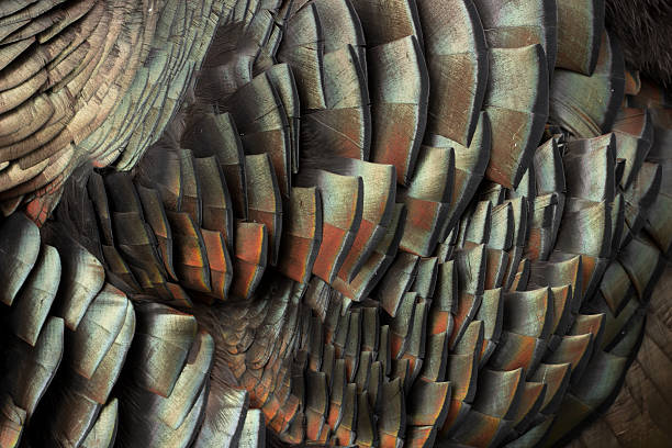 Turkey feathers displaying colors