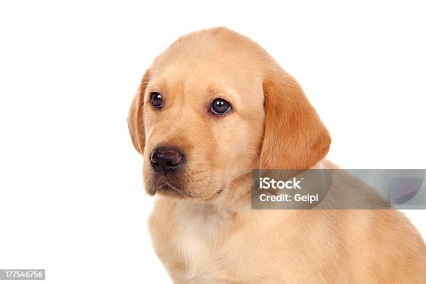 아름다운 래브라도리트리버 강아지 가축에 대한 스톡 사진 및 기타 이미지 - 가축, 강아지-어린 동물, 개