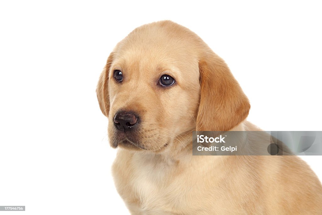 Piękny szczeniak Labrador retriever - Zbiór zdjęć royalty-free (Beżowy)