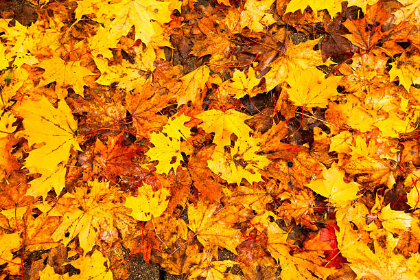 istock Background - beautiful autumn leaves. 177546762