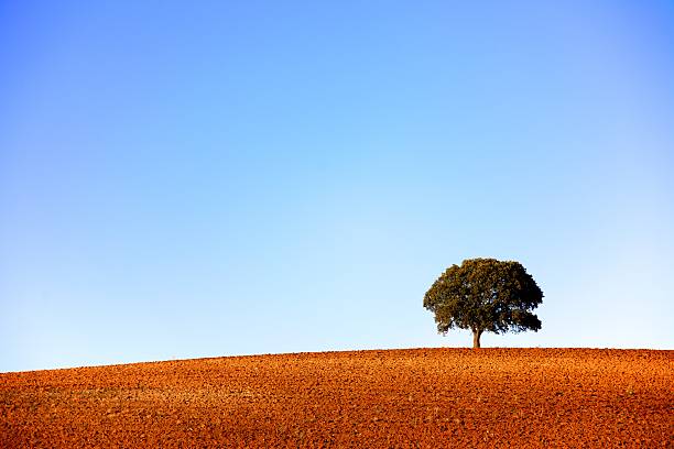 Single tree on a plowed hilltop stock photo