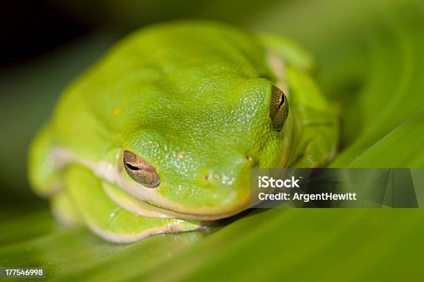 Slick Green Tree Frog Stockfoto und mehr Bilder von Amphibie - Amphibie, Bildhintergrund, Blatt - Pflanzenbestandteile