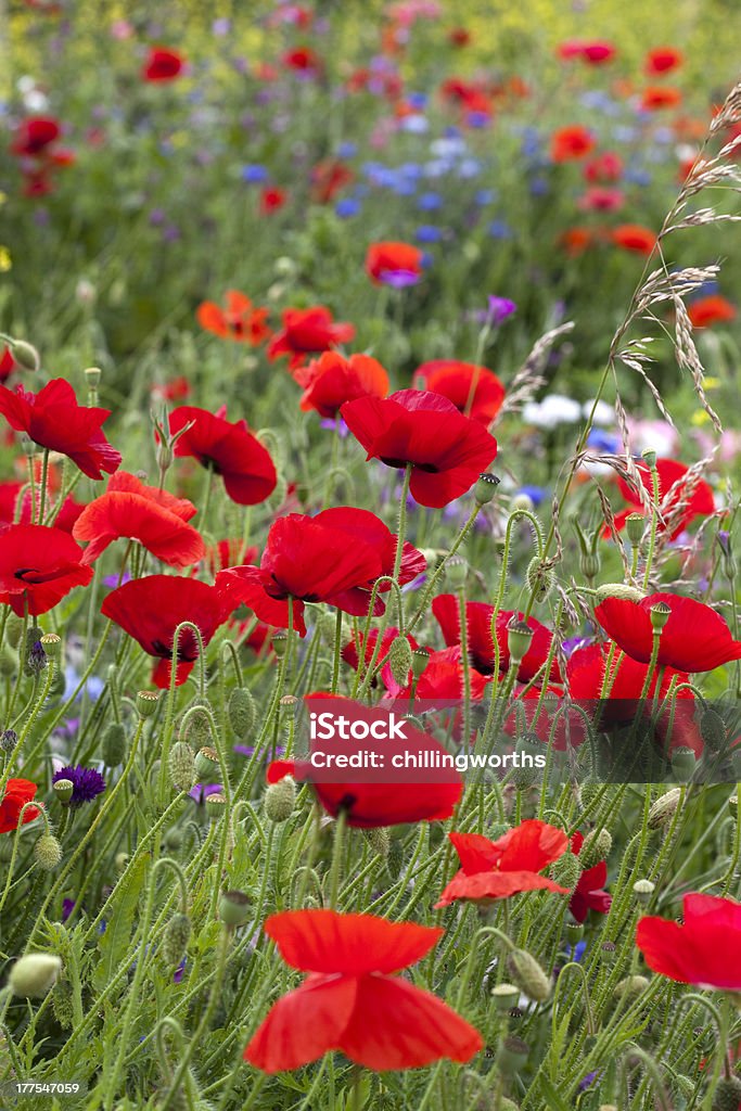 Poppies (Papaver rhoeas) amongst wild flowers Backgrounds Stock Photo