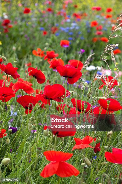 Poppies Amongst Wild Flowers Stock Photo - Download Image Now - Backgrounds, Bud, Flower