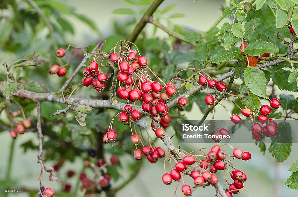 Hawthorn or thornapple Hawthorn or thornapple fruit berries Autumn Stock Photo