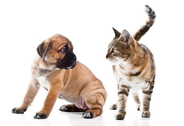 istock Cane Corso Italiano puppy and kitten breeds Bengal cat 177547159