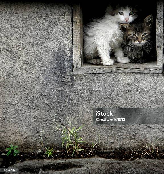 Perdido Gatinhos Molhado - Fotografias de stock e mais imagens de Animal - Animal, Animal de Estimação, Animal perdido