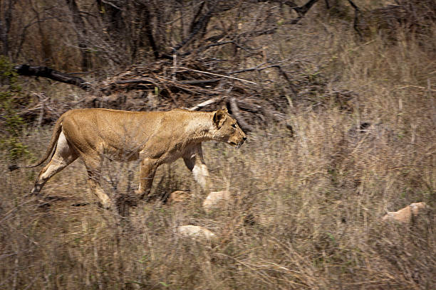 running femme lion Traquer proie - Photo