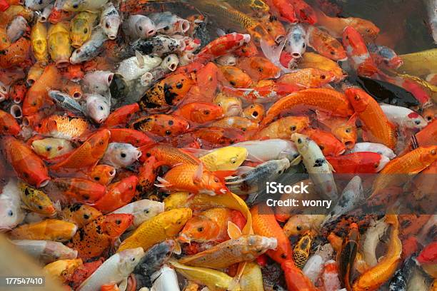 Muitos Peixes Baralhar Para Alimentos - Fotografias de stock e mais imagens de Animal - Animal, Ao Ar Livre, Asserção