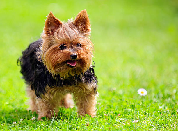 istock Cute Yorkshire Terrier Dog Playing in the Yard 177547593