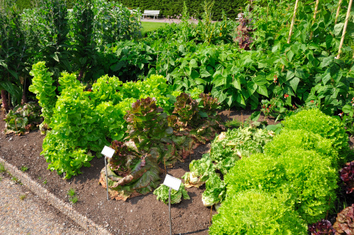 Vegetable garden. Lettuces and beans and more.