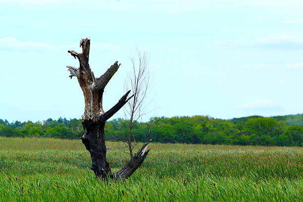 Dead tree in a prairie stock photo