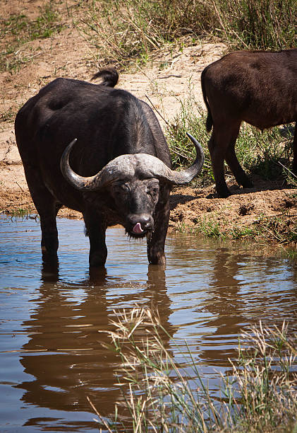 Buffalo Se lécher les lèvres debout dans l'eau Parc National de Krüger - Photo