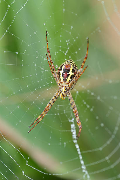 Na mokrej web spider – zdjęcie