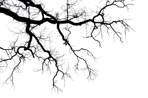 Leafless branches on white