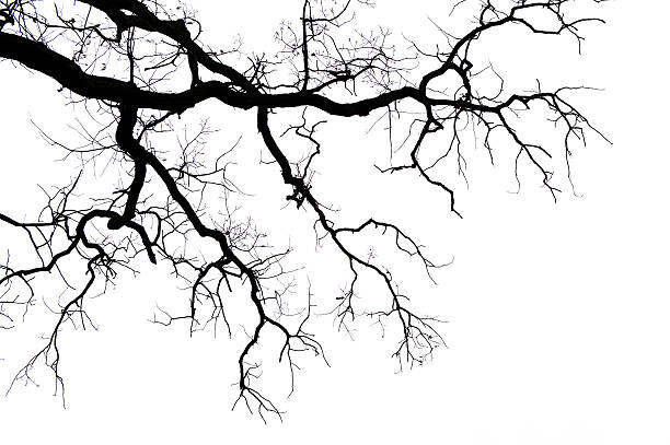 leafless ветки на белом - bare tree dry tree branch стоковые фото и изображения