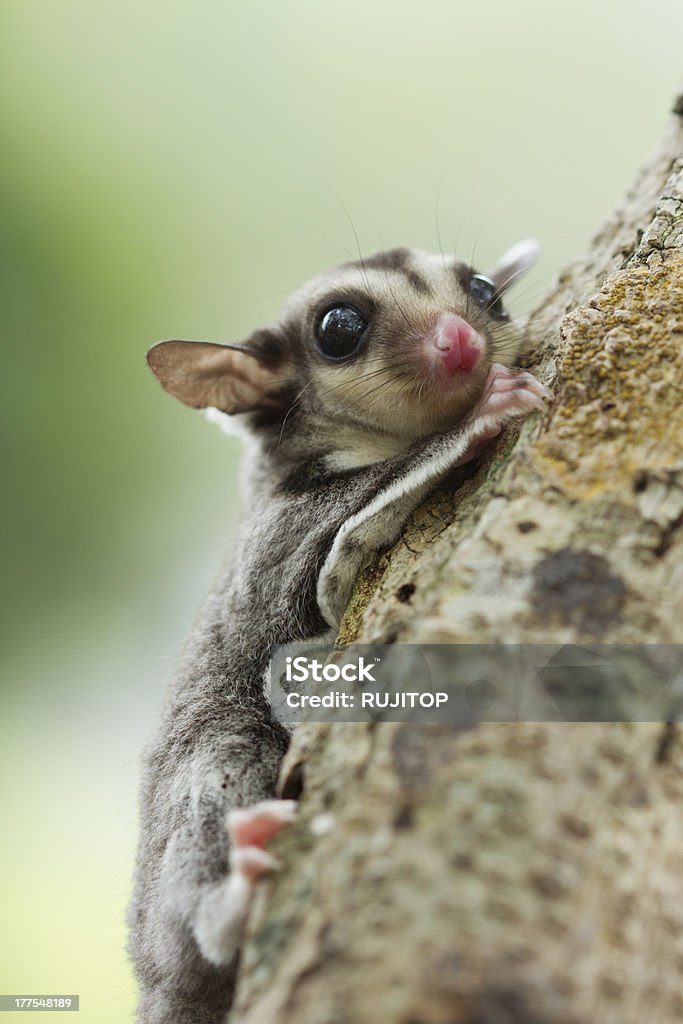 Sugarglider Climb On The Tree Stock Photo - Download Image Now - Flying Squirrel, Australia, Gliding - iStock Sugarglider Climb On The Tree Stock Photo - Download Image Now - Flying Squirrel, Australia, Gliding - iStock