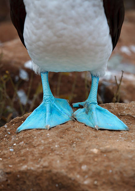 galapagos sula piediazzurri - galapagos islands bird booby ecuador foto e immagini stock