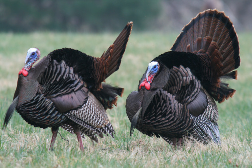 Two Tom Turkeys Two Male Tom Turkeys Stock Photo - Download Image Now - Bird, Great ...