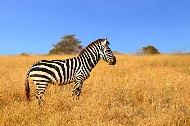 istock Zebra standing in Grass on Safari watching curiously 177548277