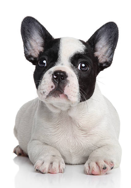 istock French bulldog puppy lying on a white background 177548455
