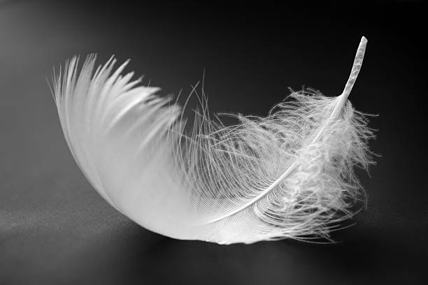 white feather - black white macro high contrast stock-fotos und bilder