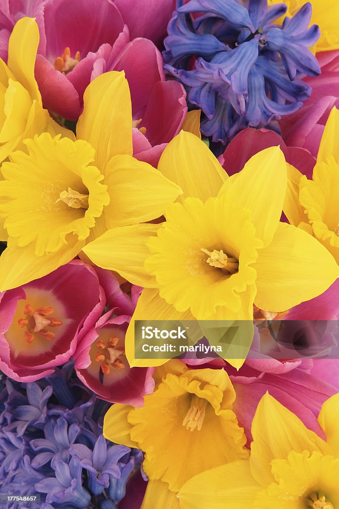 Frühling Blüte Schönheit - Lizenzfrei Bildhintergrund Stock-Foto
