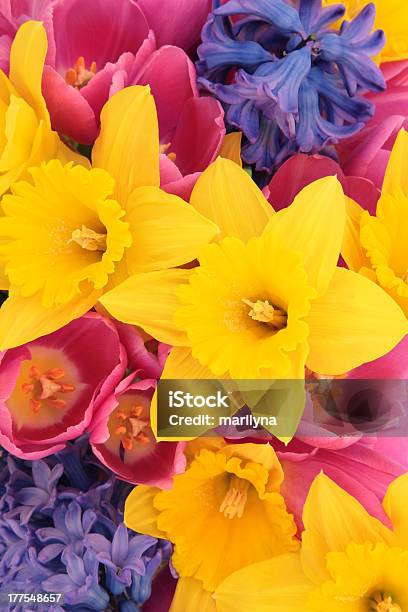 Frühling Blüte Schönheit Stockfoto und mehr Bilder von Bildhintergrund - Bildhintergrund, Blau, Blume