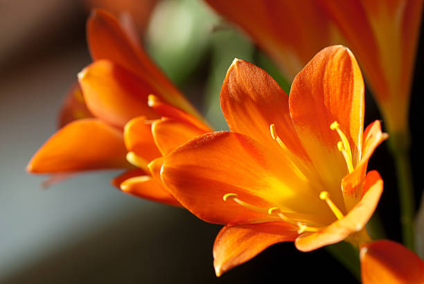 istock closeup of sunlit Kafir Lillies 177548659