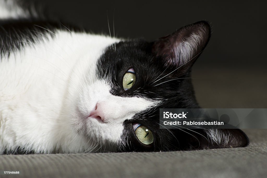 Descanse en un sofá de gato - Foto de stock de Alerta libre de derechos