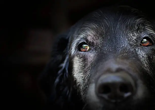 Photo of Old labrador retriever.