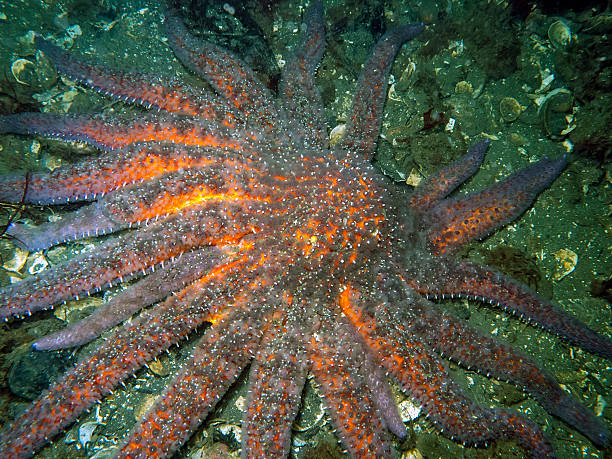 Sunflower Starfish A large Sunflower Sea Star (starfish) photographed at 40 feet deep around the Gulf Islands of Southern British Columbia. sunflower star stock pictures, royalty-free photos & images